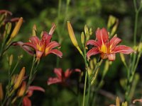Day Lilies